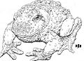 Critter Stone Toad.jpg