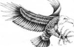Critter Imperial Eagle.jpg
