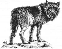 Critter Fenrir Wolf.jpg